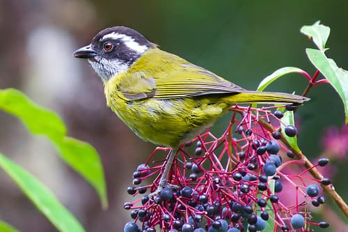 Sooty-capped Chlorospingus