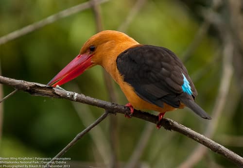 Brown-winged Kingfisher