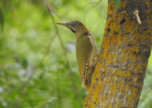 Levaillant's Woodpecker