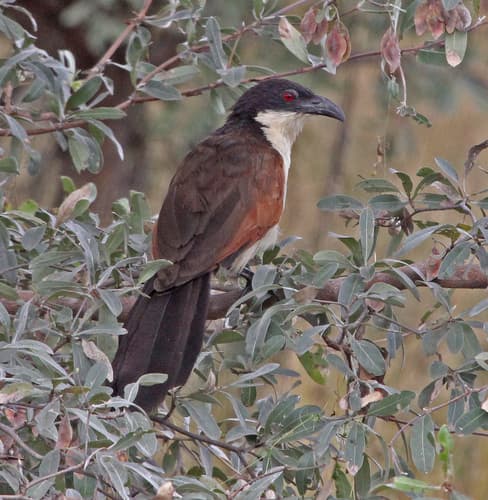 Coppery-tailed Coucal