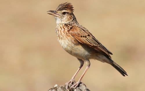Rufous-naped Lark