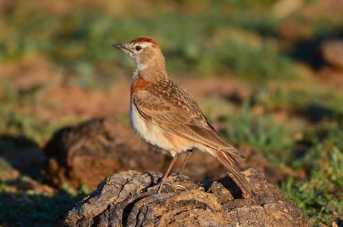 Red-capped Lark