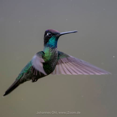 Talamanca Hummingbird