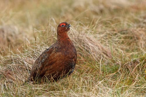 Red Grouse