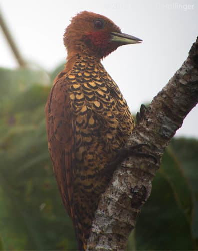 Cinnamon Woodpecker