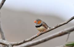 Zebra Finch