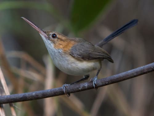Long-billed Gnatwren