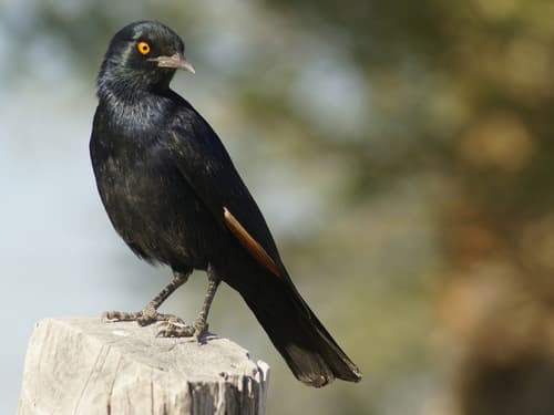 Pale-winged Starling
