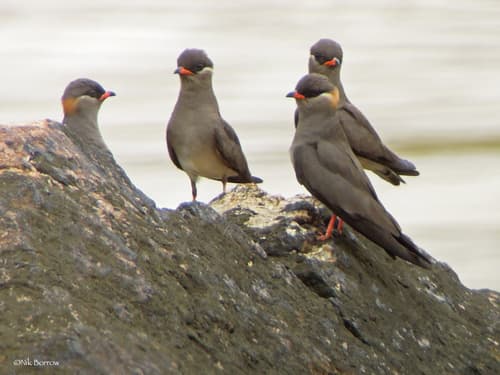 Rock Pratincole