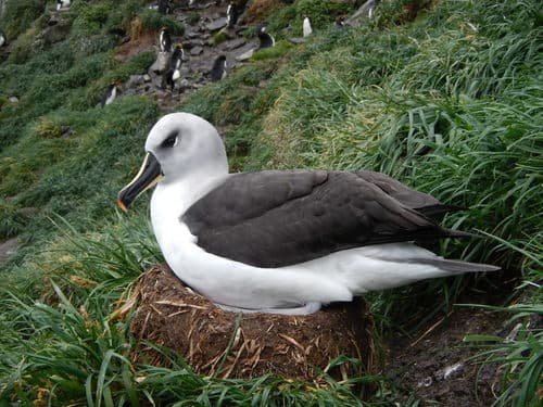 Gray-headed Albatross