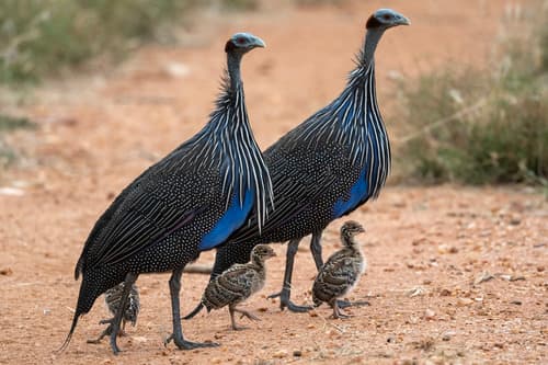 Vulturine Guineafowl