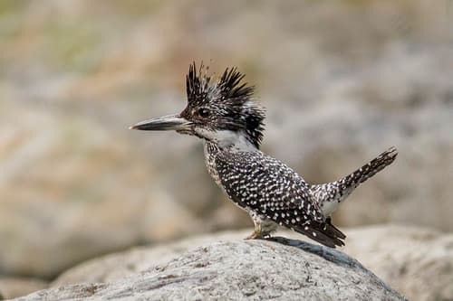 Crested Kingfisher