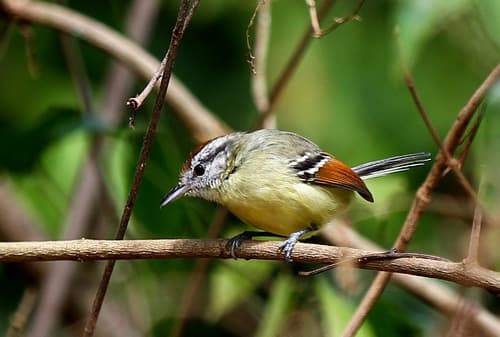 Rufous-margined Antwren