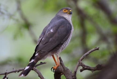 Little Sparrowhawk