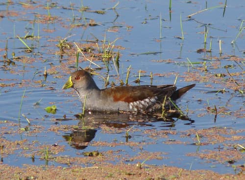 Spot-flanked Gallinule