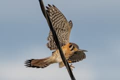 American Kestrel