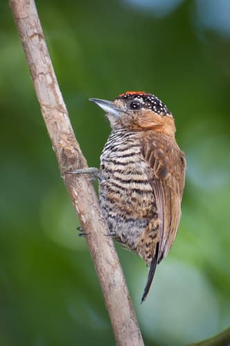 Ochre-collared Piculet