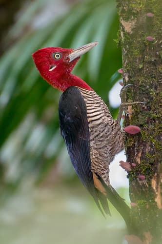 Robust Woodpecker