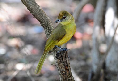 Yellow-bellied Greenbul