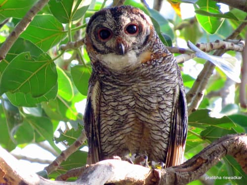 Mottled Wood-Owl