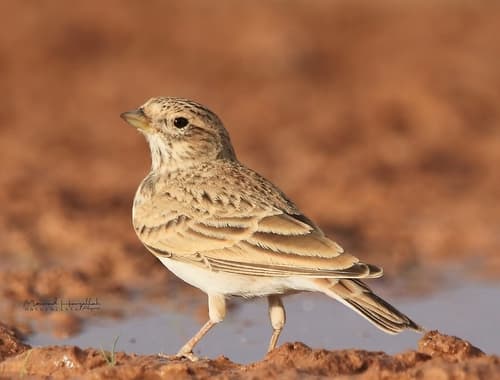 Mediterranean Short-toed Lark