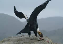 Andean Condor