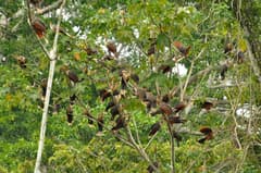 Hoatzin