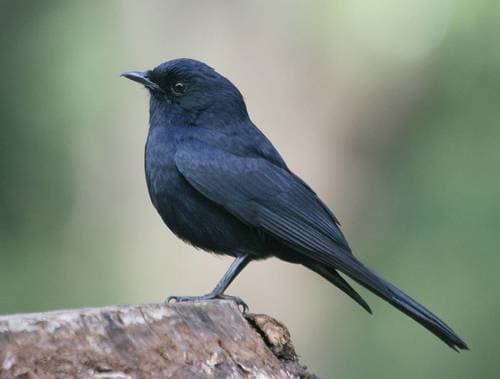 Southern Black-Flycatcher