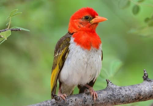 Red-headed Weaver