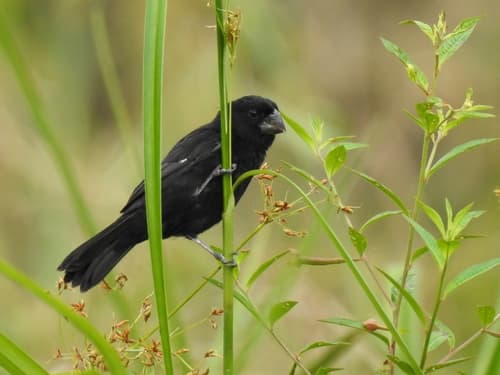 Thick-billed Seed-Finch