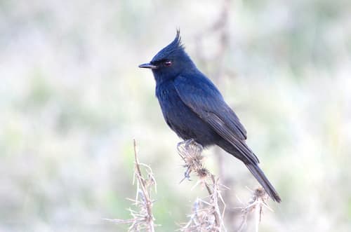 Crested Black-Tyrant