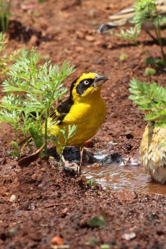 Baglafecht Weaver