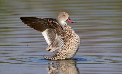 Cape Teal