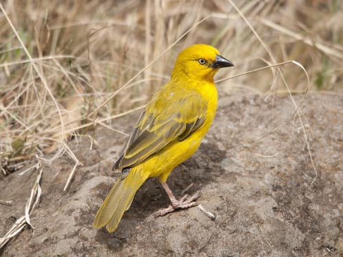 Holub's Golden-Weaver