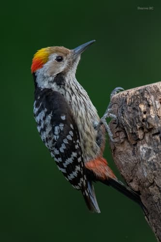 Brown-fronted Woodpecker
