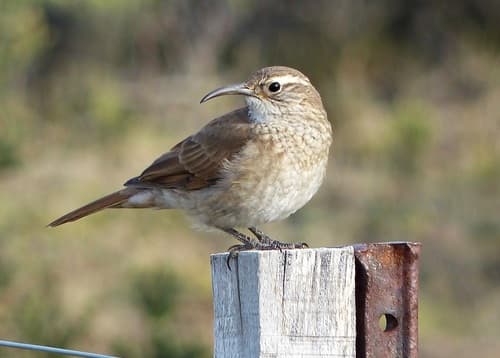 Scale-throated Earthcreeper
