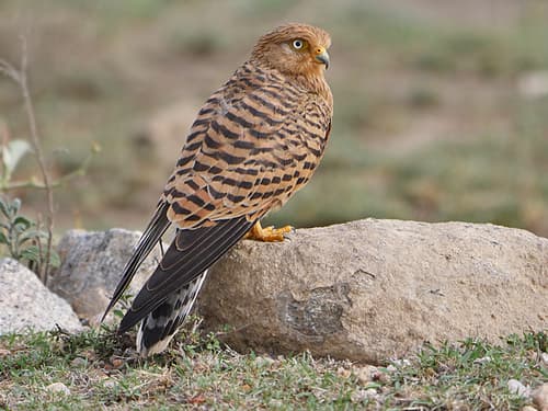 Greater Kestrel