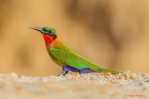 Red-throated Bee-eater