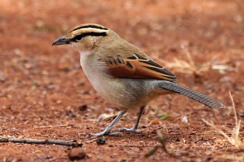 Brown-crowned Tchagra