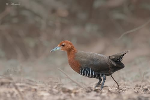 Slaty-legged Crake