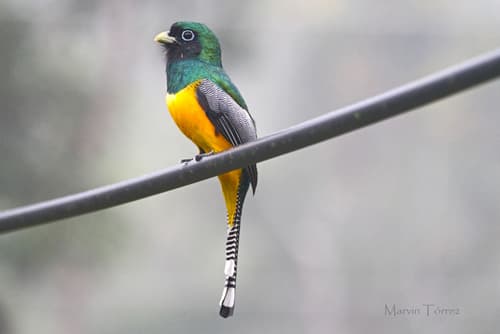 Graceful Black-throated Trogon
