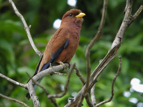 Broad-billed Roller