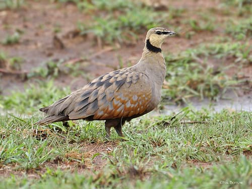 Yellow-throated Sandgrouse