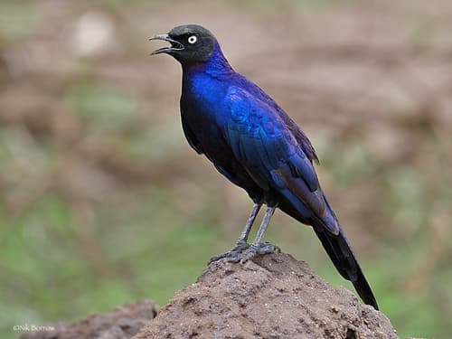Rüppell's Starling