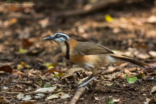 Lesser Necklaced Laughingthrush