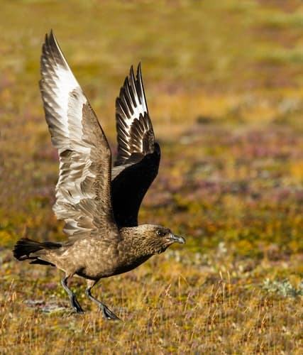 Great Skua