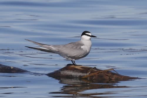 Aleutian Tern