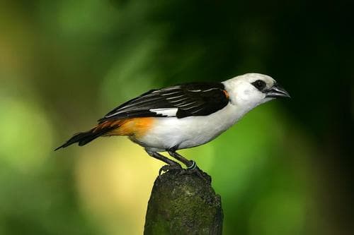 White-headed Buffalo-Weaver