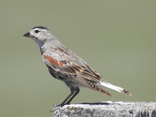 Thick-billed Longspur