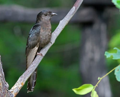 Black Cuckoo